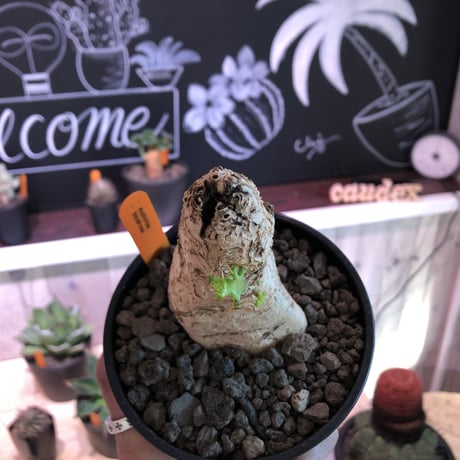 euphorbia    squarrosa《M  size》なんともかわいい奴