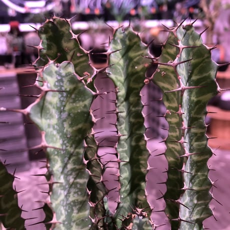 euphorbia enormis《M size》※大変カッコいい棘モノ塊根ユーフォルビア‼︎※mad black pot植え※限定２株