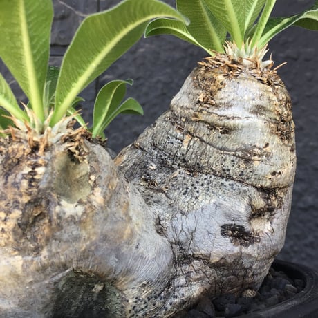 packypodium  eburneum《L size》※現地球発根済株※荒く立体的な肌質にエブレらしからぬsilver色の二面性感じるwild美肌株※mad black bowl pot植え