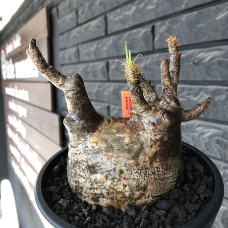 pachypodium gracilius《L size》※現地球発根後店主国内管理5年株※ぼってり良樹形な両A面‼︎選抜グラキ※mad black pot植え