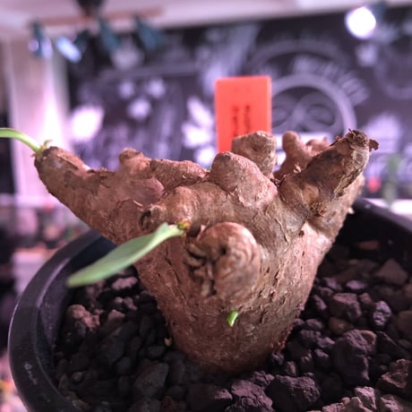 euphorbia  itremensis 《M size》※現地球発根済株※店主国内管理3年株※ボコボコと変形しながら枝作りをする装いの変化をも楽しめる一株‼︎※mad black pot植え