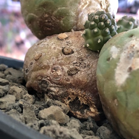 tephrocactus geometricus 《LL size》激希少‼︎※現地球株発根済※実生株＆カキ仔株でないと流通がほぼないため所持率も極めて低き渾身の一株※black bowl pot植え