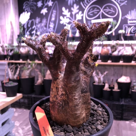 packypodium  gracilius《M  size》※現地球発根済※赤すぎる赤肌&現地焼け堪らぬリトモン渾身の一株‼︎※mad black pot植え