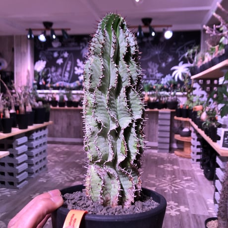 euphorbia    horrida《L  size》※現地球発根済株‼︎※大変立派なホリダ‼︎子吹き易いので成長が楽しみなカッコイイ一株‼︎※mad black pot植え