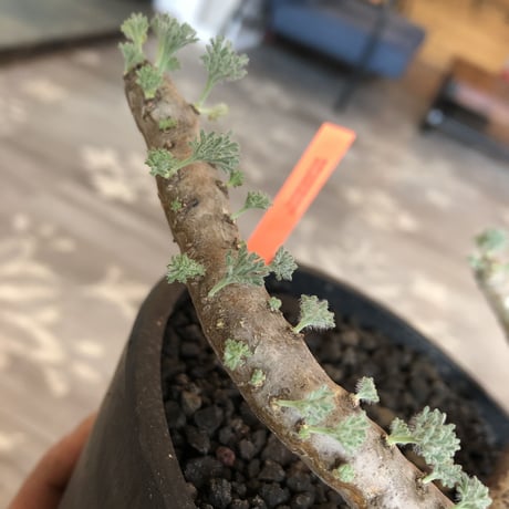sarcocaulon   multifidum《L size》※ピンクの花も葉も可愛い人気者  ※mad  black  pot植え