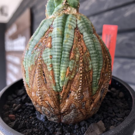 euphorbia obesa  old《L size 》※現地球株発根済※極木質化が進みビンテージ感強き年代物なワイルドオベサ‼︎※mad black bowl pot植え
