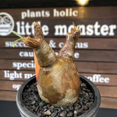 pachypodium gracilius《大きめS size》希少ニ頭枝＆A面一部green肌株※現地球発根済株※店主国内管理2年株※ぼってり樹形＆表裏ツートンカラー※mad black pot植え
