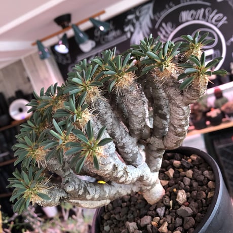 euphorbia  guillauminiana《L size》※現地球発根済株※細枝多数のwildさ繊細さ＆美しさの二面性持つ現地球株らしさ全開株※mad black pot植え
