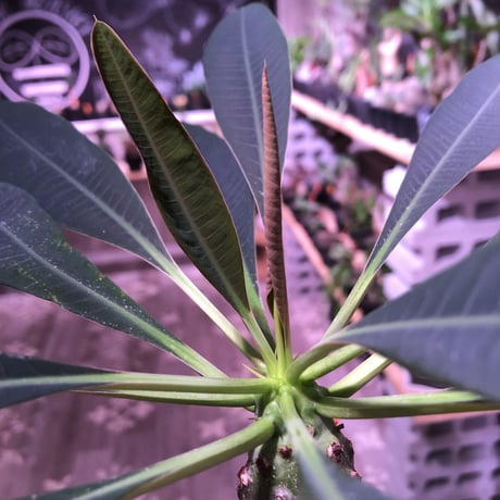 euphorbia   pachypodioides《M size  360度 ぼってり丸型》憎めないほどぼってりで愛くるしい1株‼︎　※mad black pot植え‼︎