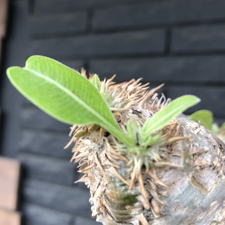 packypodium  eburneum《大きめM  size》※現地球発根済株※店主国内管理4年株※荒い岩肌質にエブレらしいぼってり樹形が堪らない一株※浅鉢植え