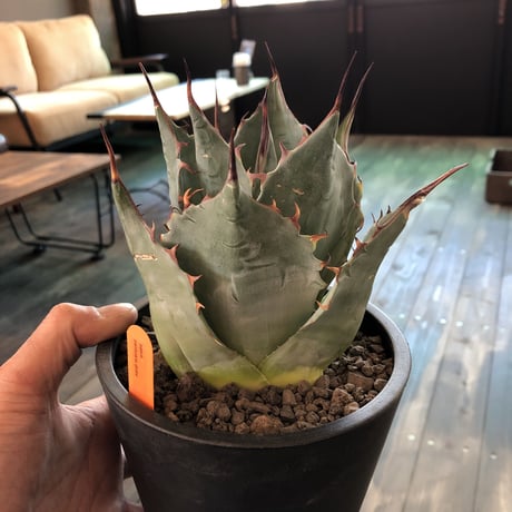 agave     parrasana   globe《M size》