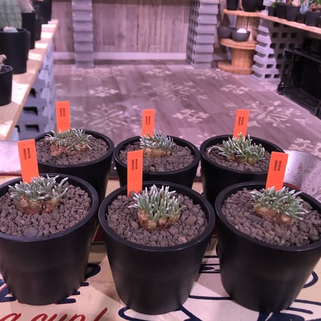 avonia   alstoni 《M size》※愛くるしくて愛くるしくて堪らない冬の人気者‼︎※ mad black pot植え　※限定６株