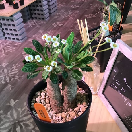 euphorbia    fish bone《S  size》おススメ株