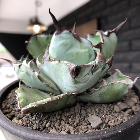 agave titanota black&blue 強棘《M size》選抜株※現地球株発根済※極めて纏まり締まり良き厳つさが堪らないワイルド株※mad black pot植え