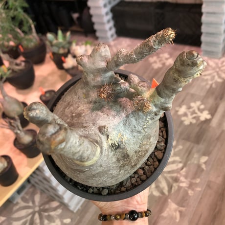 packypodium  gracilius《大きめL  size》※現地球発根済株※bigな球体樹形‼︎特化した枝振りが大変wildなぼってりグラキ‼︎選抜株※mad black pot植え