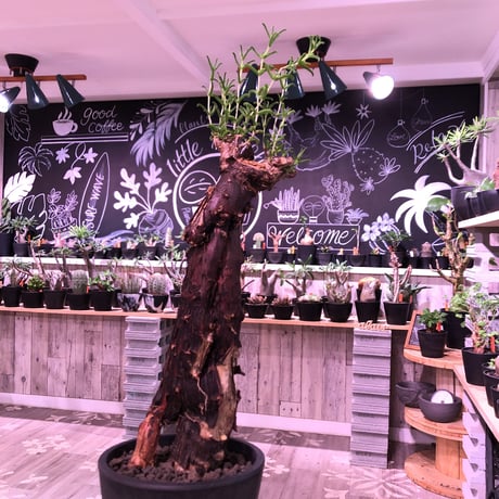mestoklema   tuberosum《L  size》※冬季も成長開花する潅木‼︎肌質、表皮、color出で立ちヤバい一株‼︎※mad black pot植え