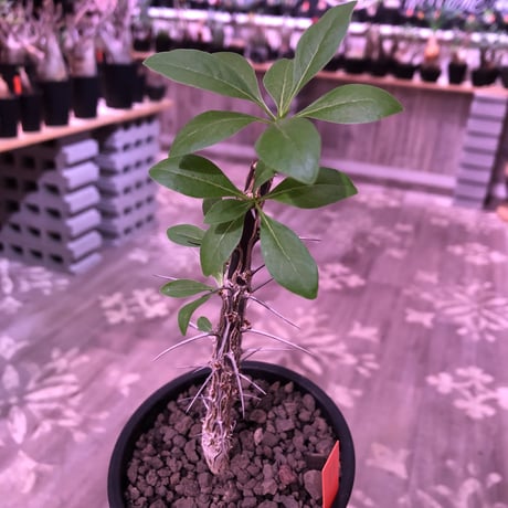 fouquieria  diguetii《M    size》再入荷お知らせ通知分※mad black pot植え