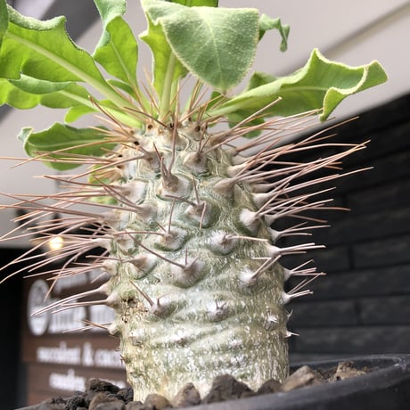 pachypodium namaquanum 光堂《大きめL size》littmon seed🌱※中々見かけないはずのサイズ感のとびきり丸み強きかわいい一株※mad black pot植え