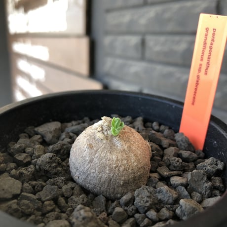 pentagonanthus grandiflorus ssp.glabrescens《S size 》※現地球発根後店主国内管理2年株※激希少種‼︎可愛すぎるサイズ※mad black pot植え