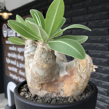 pachypodium  eburneum《L size》※現地球株発根済※メクれ上がった味深き表皮に美しい白肌とのコントラストが堪らない‼︎※mad black bowl pot植え