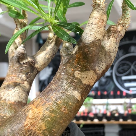 pachypodium inopinatum《L size》※現地球株発根済※斜面に自生のため好きな方には刺さる捻くれバランスの可愛さと良枝振りな一株※black bowl pot植え