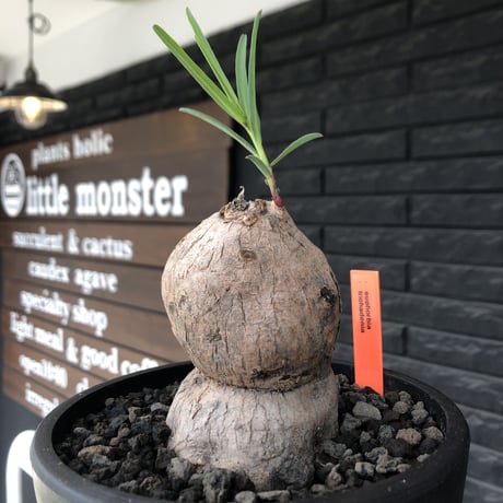 euphorbia trichadenia《LL size》※現地球株発根済※驚愕‼︎極めて荒々しくwildならしからぬ出立ちが堪らない両A面な大株※mad black bowl pot植え