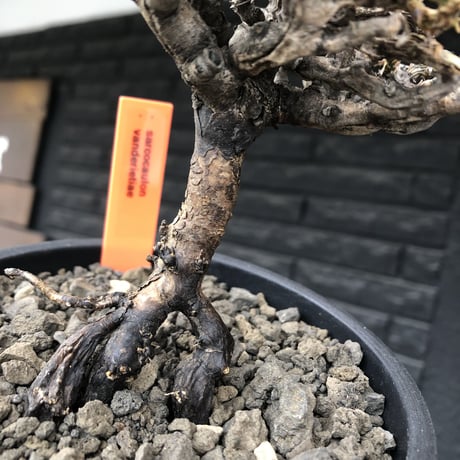 sarcocaulon  vanderietiae《M size》※現地球発根後店主国内管理3年株※希少春秋型種‼︎コンパクトで幹上がり仕立ての一株※mad black pot植え