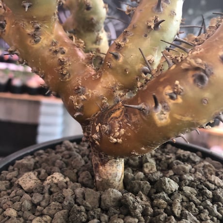 sarcocaulon crassicaule《 大きめL size》※極太且つ多枝振りなwild強刺‼︎美大輪の白花が堪らない‼︎最高枝振りbalance※mad black bowl pot植え