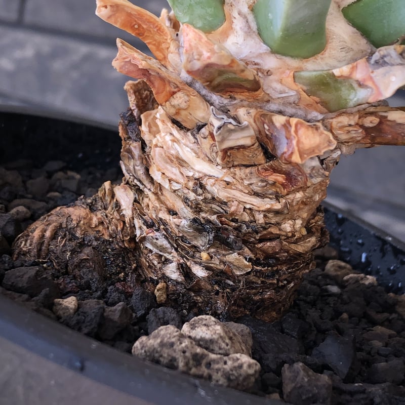 leuchtenbergia principis 晃山《LL size》大株※現地球株発根済