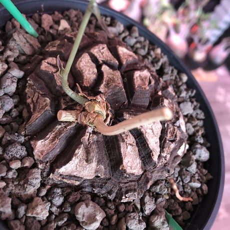 dioscorea  macrostachya メキシコ亀甲竜《大きめM size》※現地球らしい偏平に彫深き立体樹形がwild且つベストサイズな夏型メキシコ亀さん※浅鉢植え