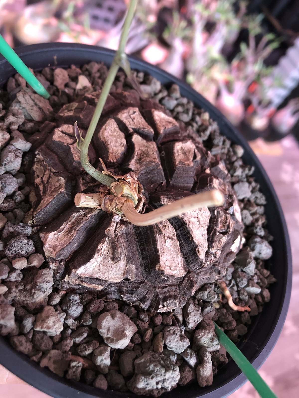 dioscorea macrostachya メキシコ亀甲竜《大きめM size》※現地球 dioscorea macrostachya メキシコ亀甲竜《大きめM size》※現地球