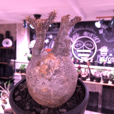 packypodium  gracilius《大きめM size》※現地球発根済株※希少二頭枝の現地焼けぼってりグラキ‼︎良きバランスな選抜株※mad black pot植え
