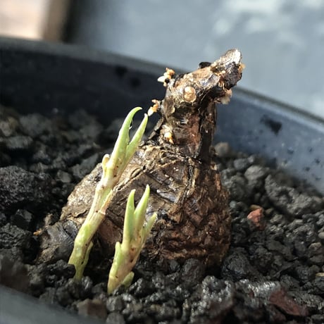 cyphostemma adenocaule《 M size》※現地球発根後店主国内管理3年株※希少種‼︎小振りでも黒味が強く味深き表皮を持つ一株※mad black pot植え