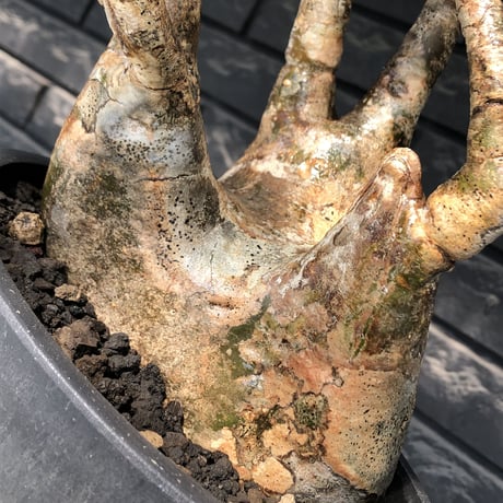 pachypodium gracilius《LL size》偏平&現地焼け肌※現地球発根後店主国内管理2年株※ロウが溶けた様な荒々しい肌感が堪らない一株※mad black bowl pot植え
