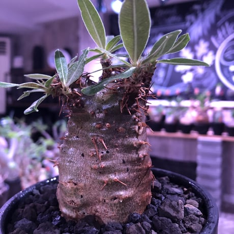packypodium  gracilius《大きめS size》※現地球発根済株※店主国内管理2年株※激ウェイト低きぼってりかわいい株バランスな選抜株※mad black bowl pot植え