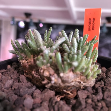 avonia   alstoni 《大きめL   size》※特化したかなり大きめ塊根を持つ希少大株アルストニー※ mad black bowl pot植え