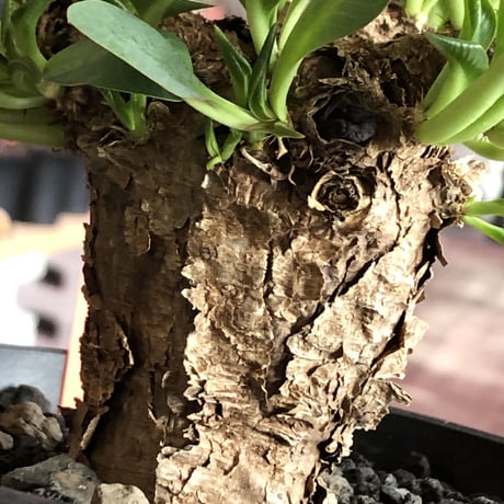 euphorbia  itremensis 《M size》※現地球発根済株※店主国内管理3年株※個体ごと樹形が違う成長過程も楽しめ木質の表皮も魅力な堪らない人気者※mad black pot植え