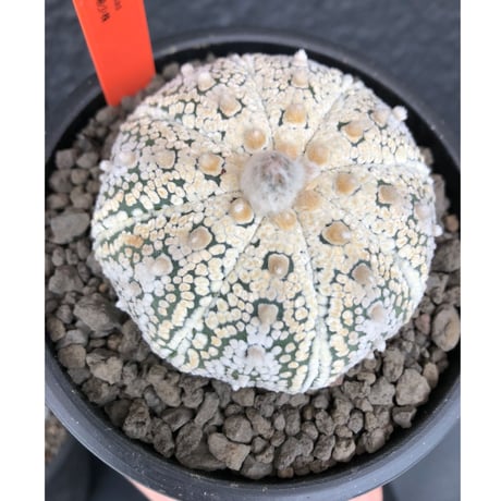 astrophytum asterias var.ミラクル兜《L size》大変大きめ且つ極白肌が堪らない‼︎希少兜※店主国内管理７年株  ※mad black pot植え