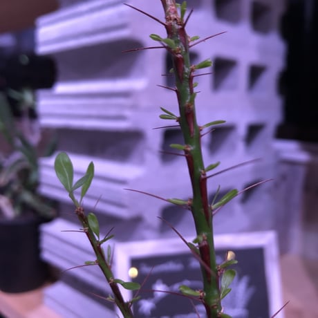 fouquieria  purpusii《M size》 ※希少株  ※幹の模様が特徴な人気種　※限定2株