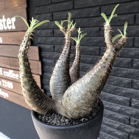 packypodium  gracilius《L size》希少4分頭株※現地球発根済株※店主国内管理3年株※極めて美しい肌質と最高樹形balance‼︎※mad black bowl pot植え