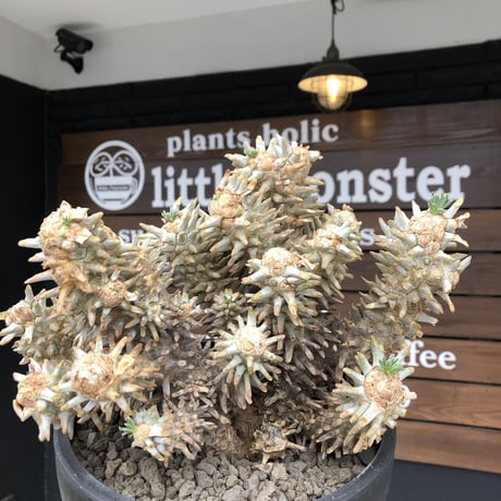 tylecodon wallichii（LL size）※現地球発根済※発根後店主国内管理8年株※ヤバい程の枝振り‼︎weight極めて低い良樹形驚愕ワリチー※mad black bowl pot植え