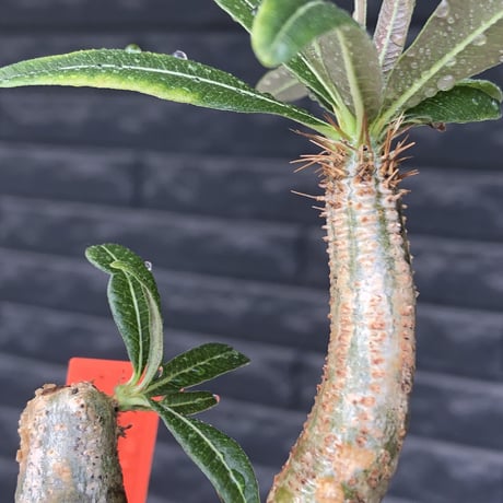 pachypodium gracilius《S size》極green肌&ぼってり樹形※現地球発根後店主国内管理2年株※丸み強く絶妙な捻くれ枝振りも愛くるしい一株※mad black pot植え