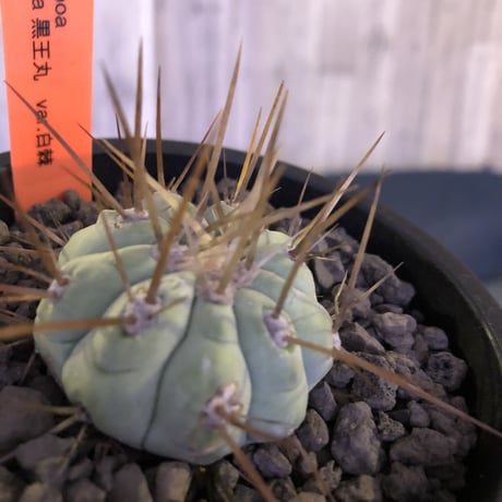 copiapoa   cinerea  長棘白棘黒王丸《S size》現地球株カキ仔自根株‼︎※mad black pot植え