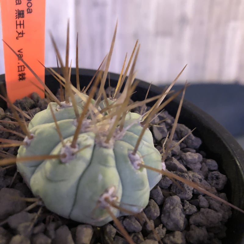 copiapoa cinerea 長棘白棘黒王丸《S size》現地球株カキ仔自 copiapoa cinerea 長棘白棘黒王丸《S size》現地球株カキ仔自
