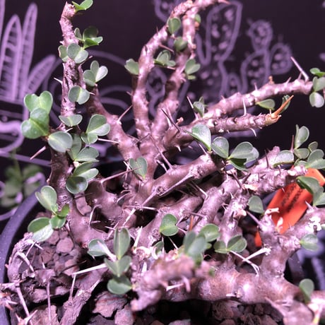 sarcocaulon  vanderietiae《M size》※現地球発根済‼︎※サルコカウロン希少夏型※店主国内管理３年株‼︎※大変wildな枝振り‼︎※mad  black  pot植え
