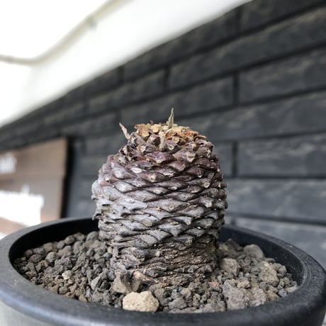 euphorbia bupleurifolia《M size 》※まん丸球体株※現地球発根後店主国内管理5年株※ボコボコ肌にまん丸球体感が堪らない一株※mad black pot植え