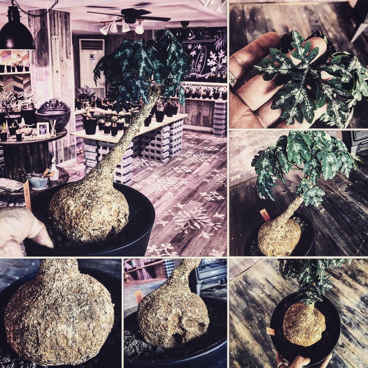 adenia perrieri《L size》店主の力作 | plants holic