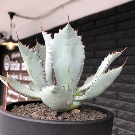 agave guadalajalana《L size》※現地球株発根済※大きめ且つ締まり良き美しい選抜株※mad black bowl pot植え