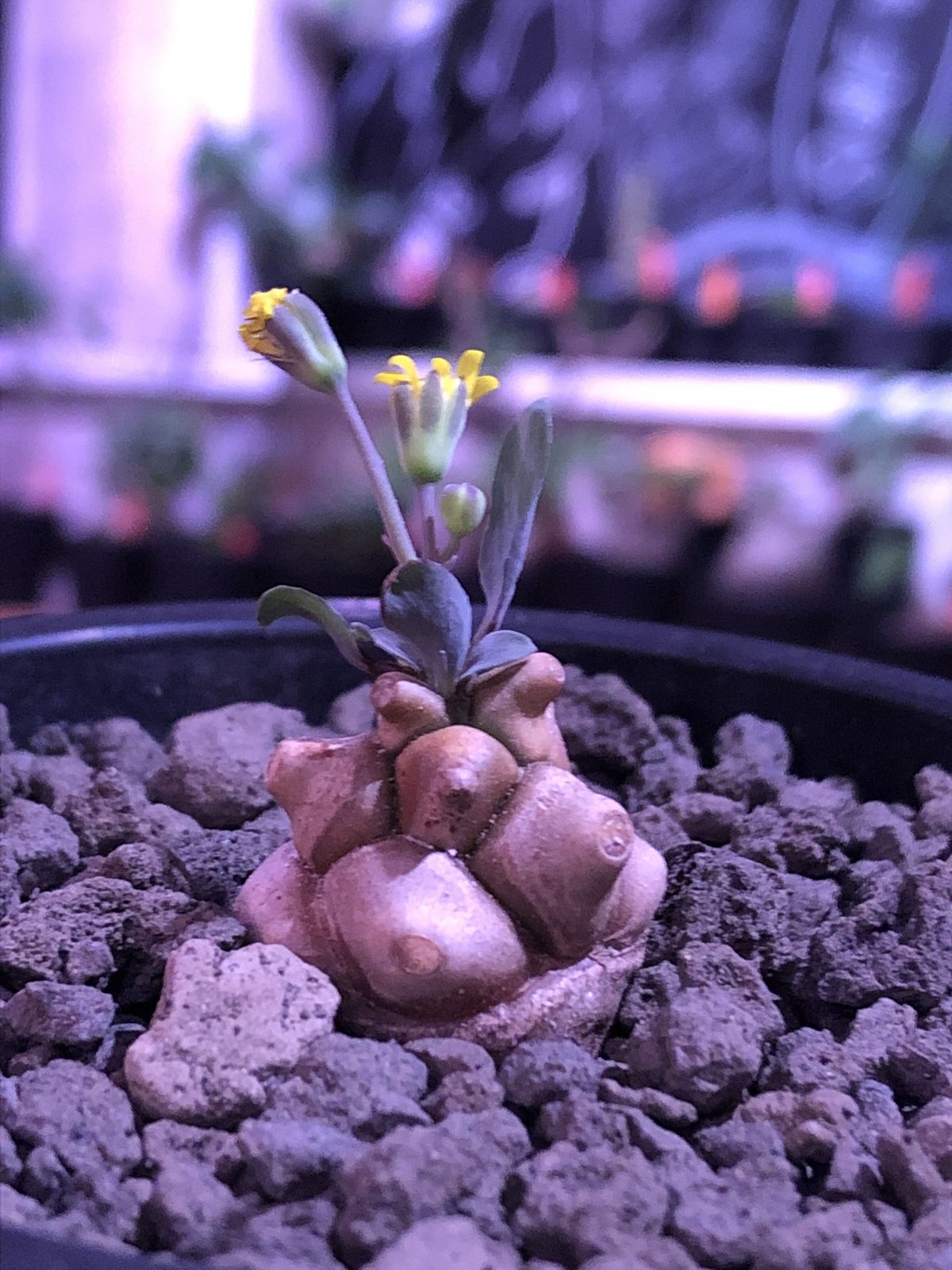 大株 特選 現地株 オトンナ ヘレー ?media_id=3208660407699447565