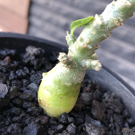 希少‼︎ dorstenia gigas《大きめS size》littmon seed🌱（実生株）※大変樹形バランス良き株元もぼってり樹形な選抜株‼︎※mad black pot植え